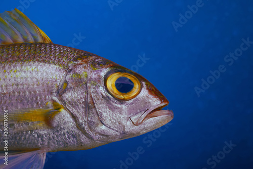 Closeup of  threadfin bream fish swimming in the ocean