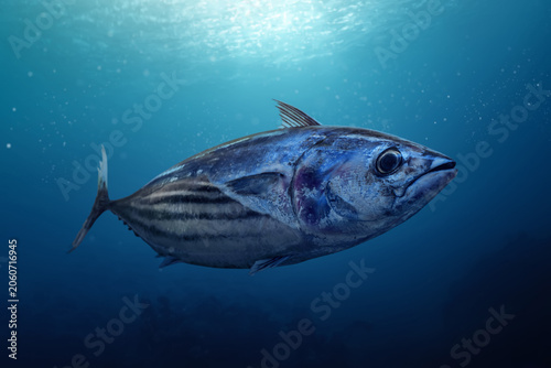 Skipjack tuna fish swimming in the ocean
