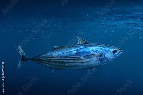 Skipjack tuna fish swimming in the ocean