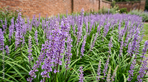 Field of Vibrant Liriope Muscari Flowers with Green Foliage