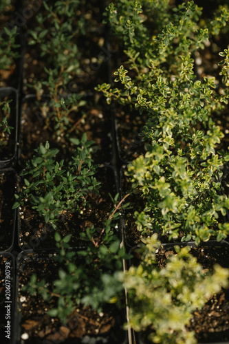 Close-up of small herbs and young nursery plants growing in trays at a garden center or plant nursery. The image showcases healthy green foliage ready for sale, highlighting gardening