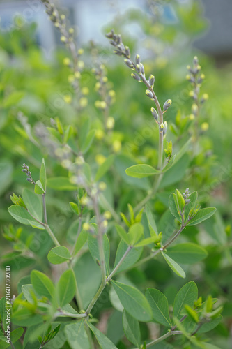 Close-up of Baptisia (Baptisia australis), commonly known as false indigo, featuring fresh green foliage and developing flower spikes in a spring garden