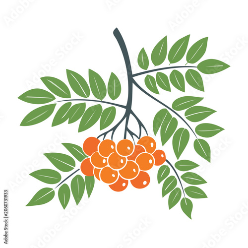 Flat design illustration of rowan berries and leaves