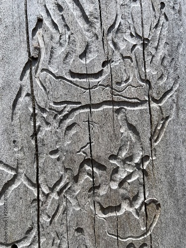 Close-Up of Bark Beetle Galleries and Tunnels in Weathered Gray Wood. Natural Abstract Pattern Background of Insect Tunnels in Old Tree Trunk Wood. Background of insect galleries.