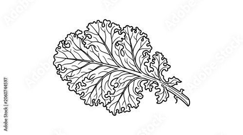 Detailed black and white line art illustration of a single curly kale leaf.