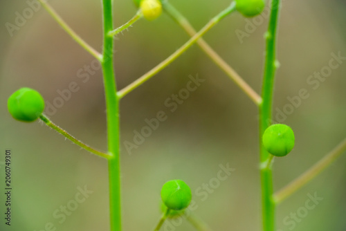 Konstfotografi Macro shot of tiny Camelina sativa wildflower in park