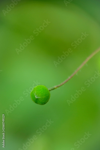 Konstfotografi Macro shot of tiny Camelina sativa wildflower in park