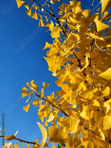 Bright yellow ginkgo biloba leaves close up against a clear blue sky in autumn