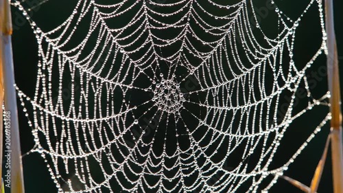 Morning dew on intricate spider web at dawn