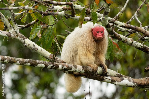 Uakari Monkey 