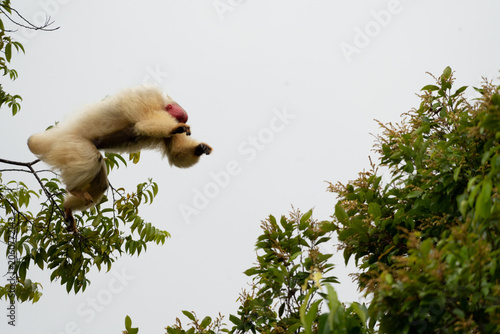 Uakari Monkey