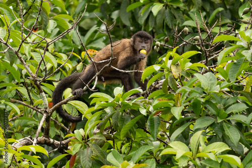 monkey eat fruit from varzea