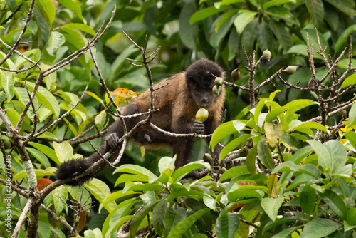 monkey eat fruit