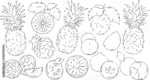 Assorted tropical fruits in a clean line art style for graphic design projects and healthy eating concepts