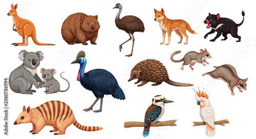 Photography Australian animals illustrations, wildlife collection, educational background