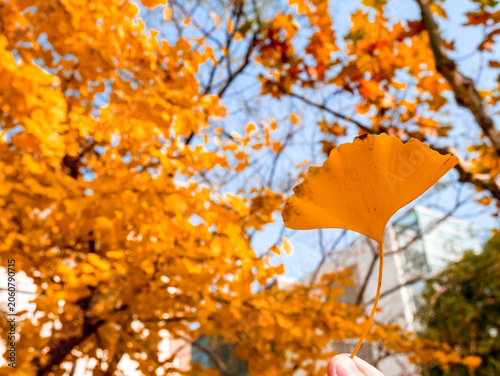 Fotografie Close-up of colorful autumn foliage with stunning  golden yellow ginkgo leaves a