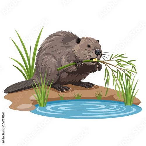 Obraz na płótnie Beaver Chewing Willow Branch Beside Pond