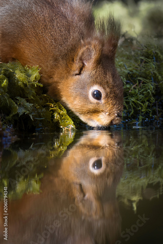 A close-up shot of a red squirrel, Sciurus vulgaris, drinking water, creating a perfect mirror reflection on the calm surface.