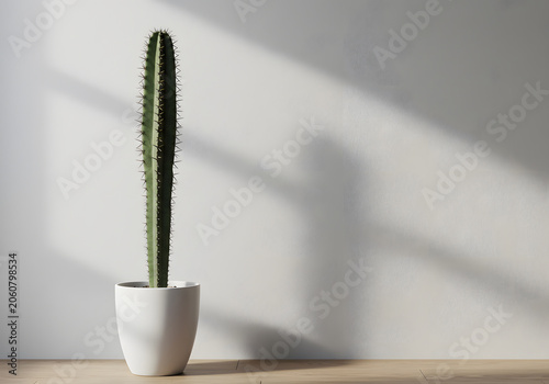 Tall cactus in white pot against white wall