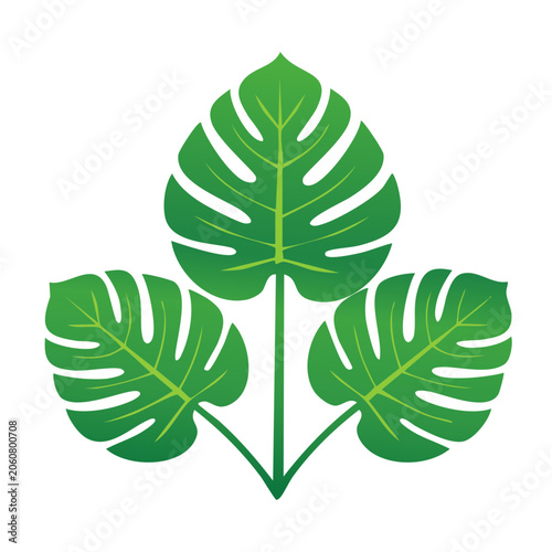 Three Monstera Leaves in Flat Design