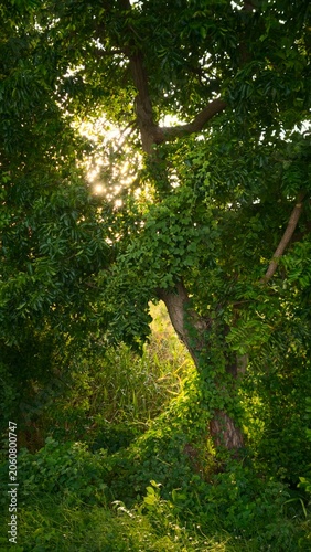 Sunlight filtering through dense green foliage in a lush tropical forest. Large tree covered with climbing vines and surrounded by natural vegetation, creating a peaceful woodland scene. Warm golden l