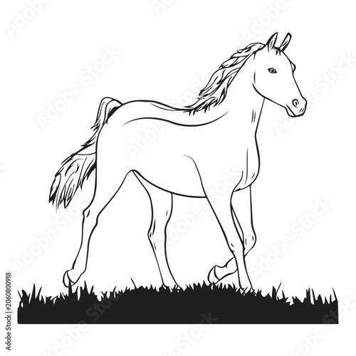 Majestic Horse Silhouette Walking Through Grass