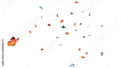 Colorful Flying Butterflies Isolated on White Background