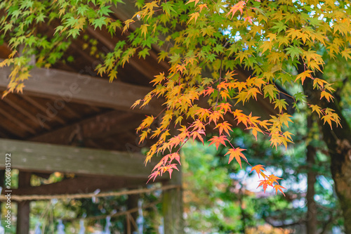 Japanese maple leaves and traditional shrine architecture in autumn