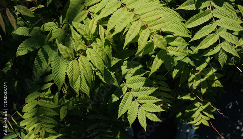 Obraz na płótnie Common rowan tree foliage in the garden in early summer