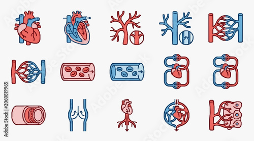 Tableau sur toile Medical illustration of human circulatory system and heart.