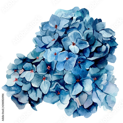 Soft blue watercolor hydrangeas. Hand-drawn illustration for card invitations. Watercolor blooms in soft, layered blues