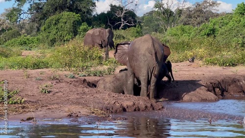 In a shallow riverine area in Botswana, three elephants including a calf interact in the mud, with the young elephant playfully exploring the water.