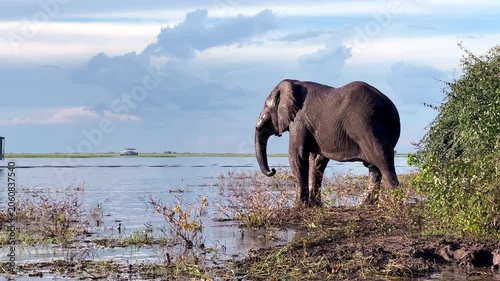An elephant drinks from the riverbank in Botswana while a tourist boat passes in the background. Wildlife and safari tourism scene along a riverine ecosystem in Chobe National Park.