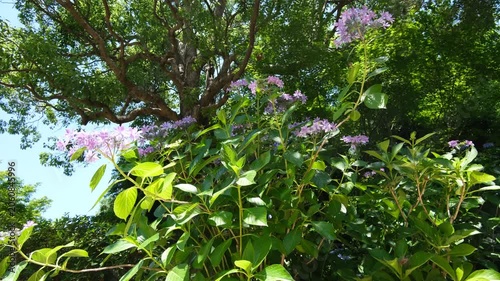 Hydrangea Flowers and Green Leaves Swaying in Summer Breeze