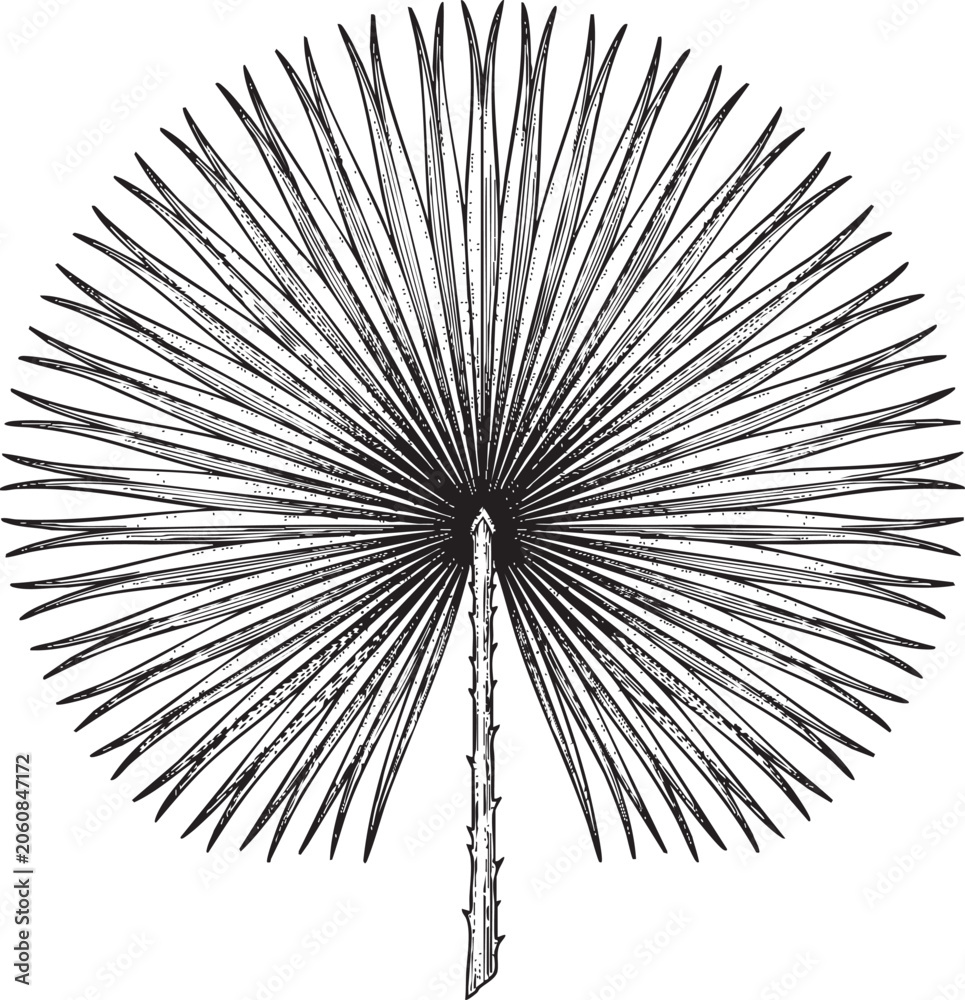 Naklejka premium Botanical illustration of a palm frond