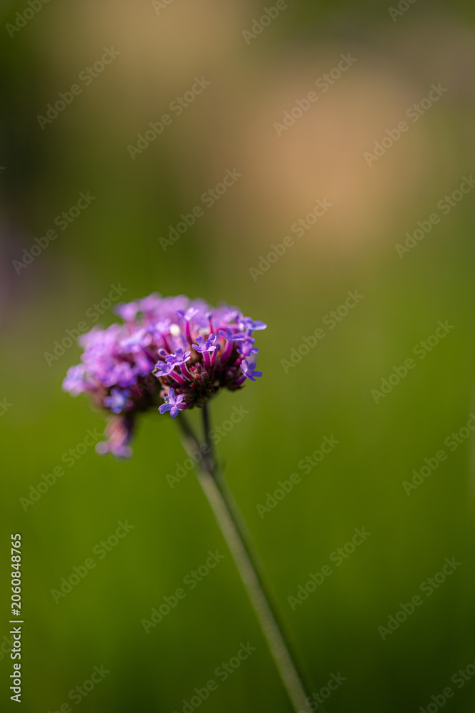 Fototapeta premium Patagonian vervain (verbena borariensis) showing tiny purple flowers blooming in green meadow