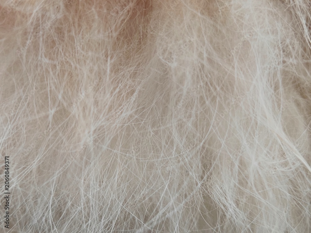 Obraz premium close up of a pile of orange-white cat fur