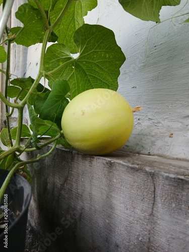 Ripe Melon Waiting for Harvest in the Garden
