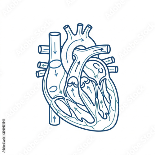 Konstfotografi Anatomical illustration of the human heart with blood flow.