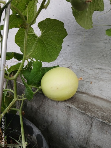 Ripe Melon Waiting for Harvest in the Garden