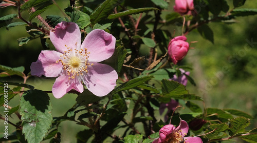 Foto Delicate pink buds and wild rose flowers