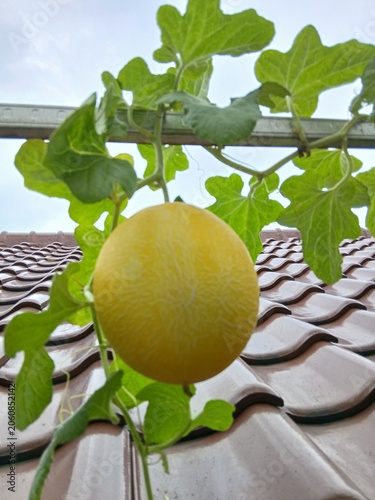 Ripe Melon Waiting for Harvest in the Garden