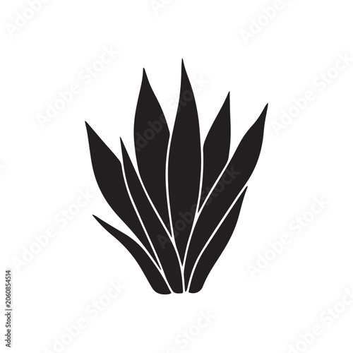 snake plant isolated on white background