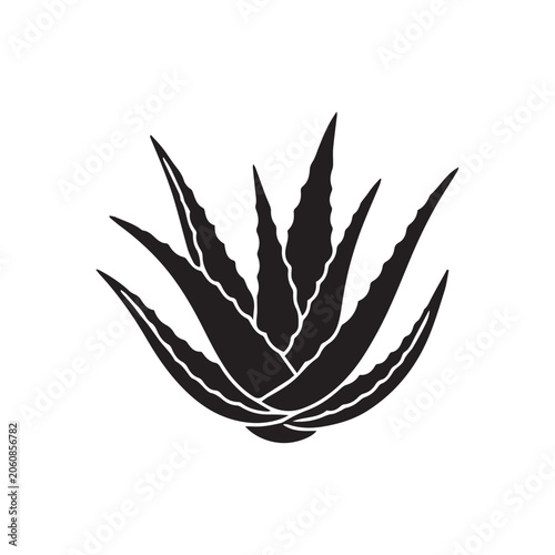 vector illustration of aloe vera