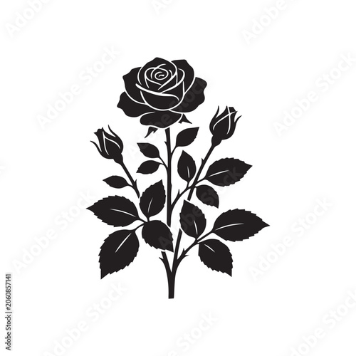 red rose vector illustration