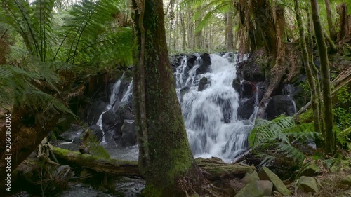 River flowing in forest. Waterfall in Tasmania fern lush