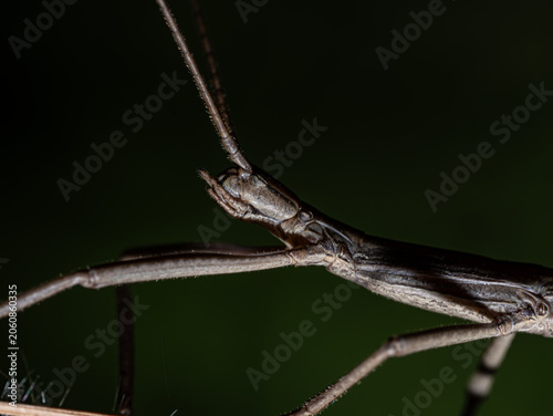 Fényképezés Florida Walking Stick Insect Head and Thorax Close-Up Against Black Background M