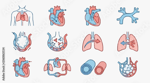 Bild auf Leinwand Human Respiratory System and Heart Anatomy Icons.