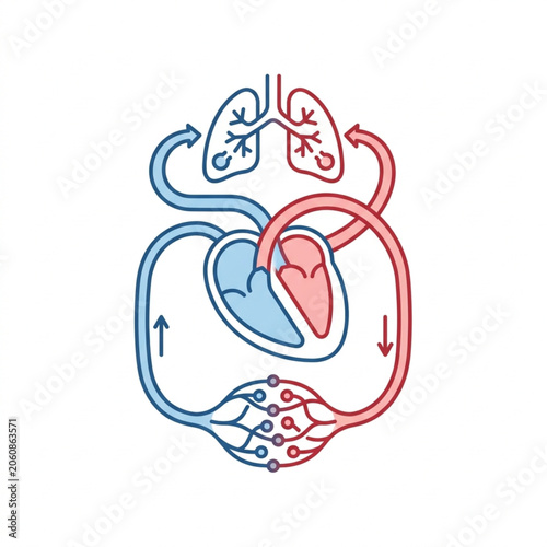 Tableau sur toile Diagram of the Human Circulatory System and Lungs.