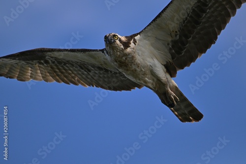 osprey in flight, nature, wildlife, osprey